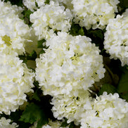 Buchet de hortensii snowball, alb, cu aspect natural, 36 fire