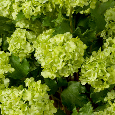 Buchet de hortensii snowball, verde, cu aspect natural, 36 fire