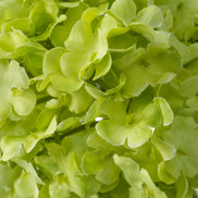 Buchet de hortensii snowball, verde, cu aspect natural, 36 fire