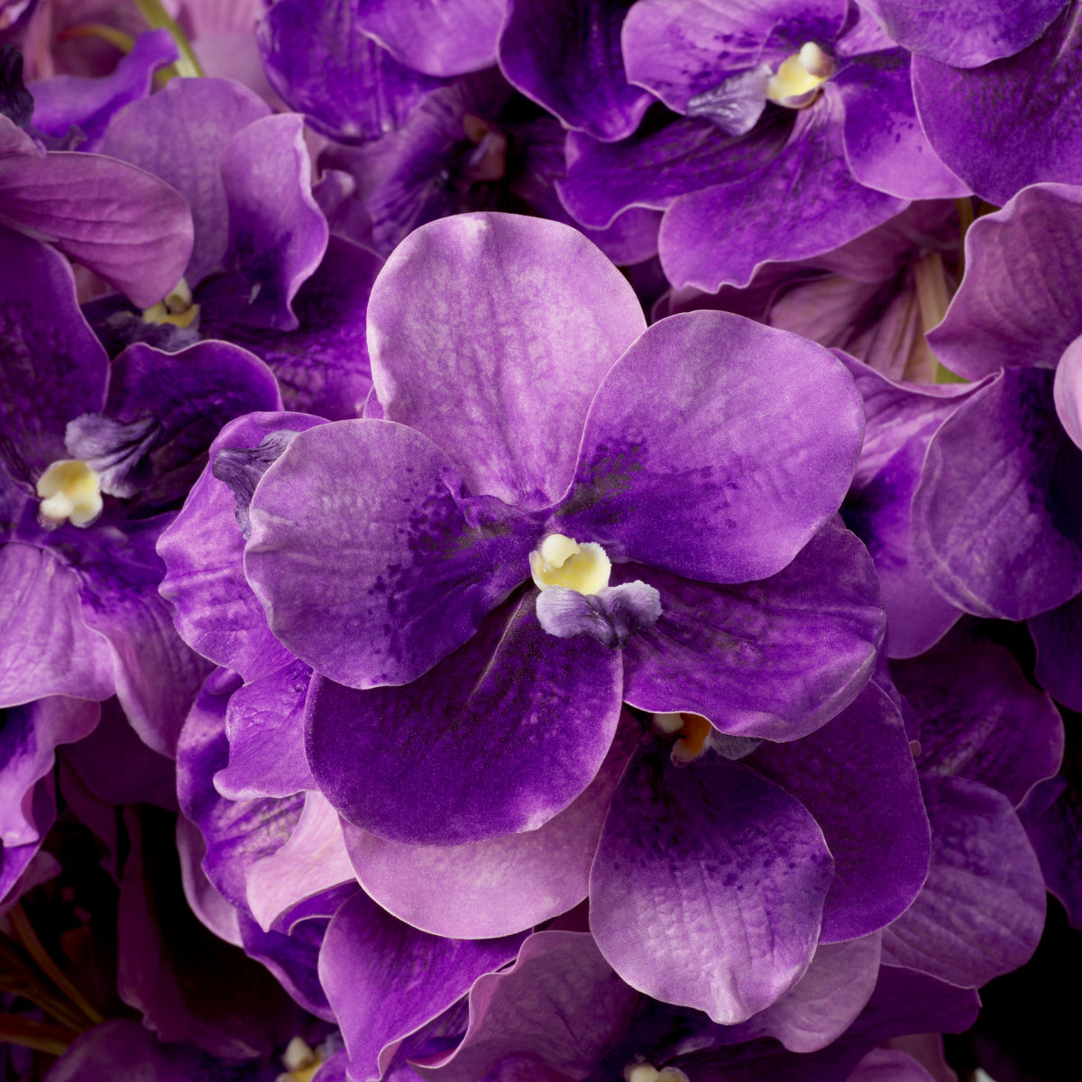 Buchet de orhidee Vanda, mov, cu aspect natural, 24 fire