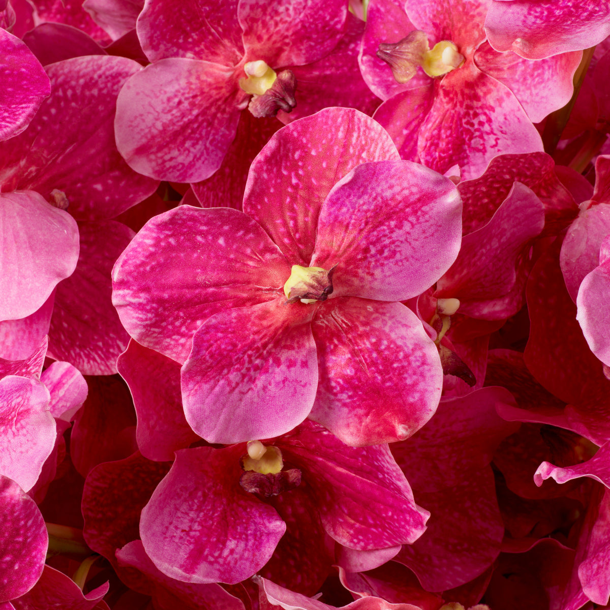 Buchet de orhidee Vanda, roz, cu aspect natural, 24 fire