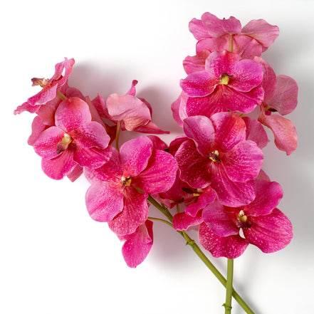 Buchet de orhidee Vanda, roz, cu aspect natural, 24 fire