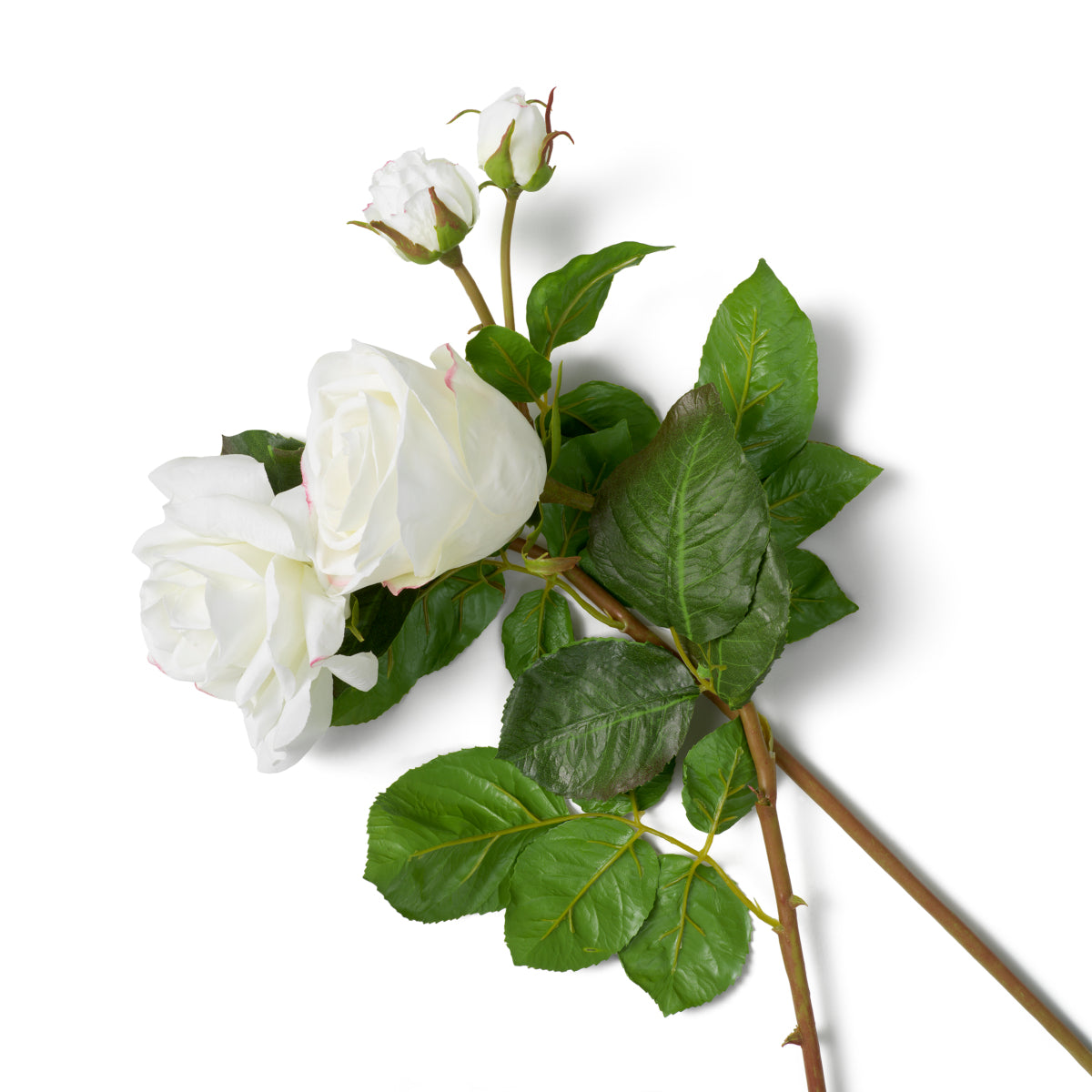 Buchet de trandafiri bicolori, alb, cu aspect natural, 72 fire
