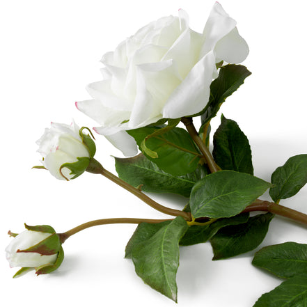 Buchet de trandafiri bicolori, alb, cu aspect natural, 72 fire