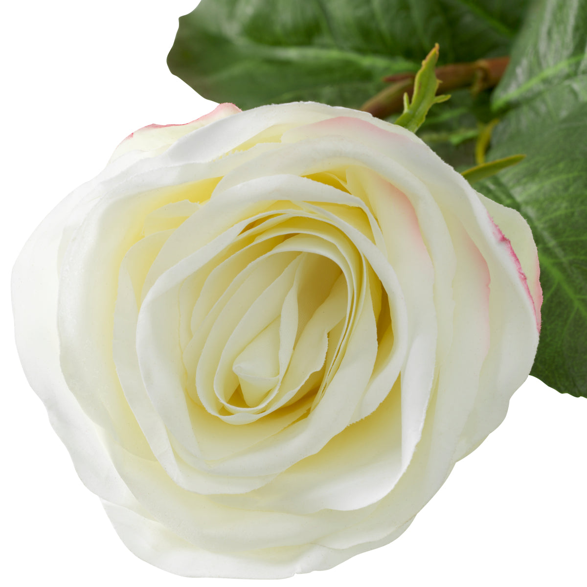 Buchet de trandafiri bicolori, alb, cu aspect natural, 72 fire