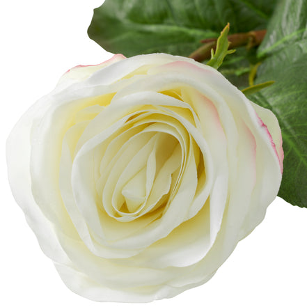 Buchet de trandafiri bicolori, alb, cu aspect natural, 72 fire