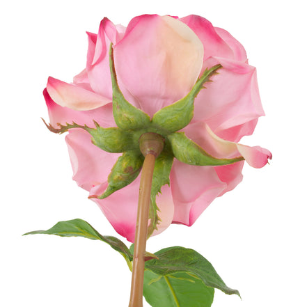 Buchet de trandafiri multicolori, cu aspect natural, 72 fire