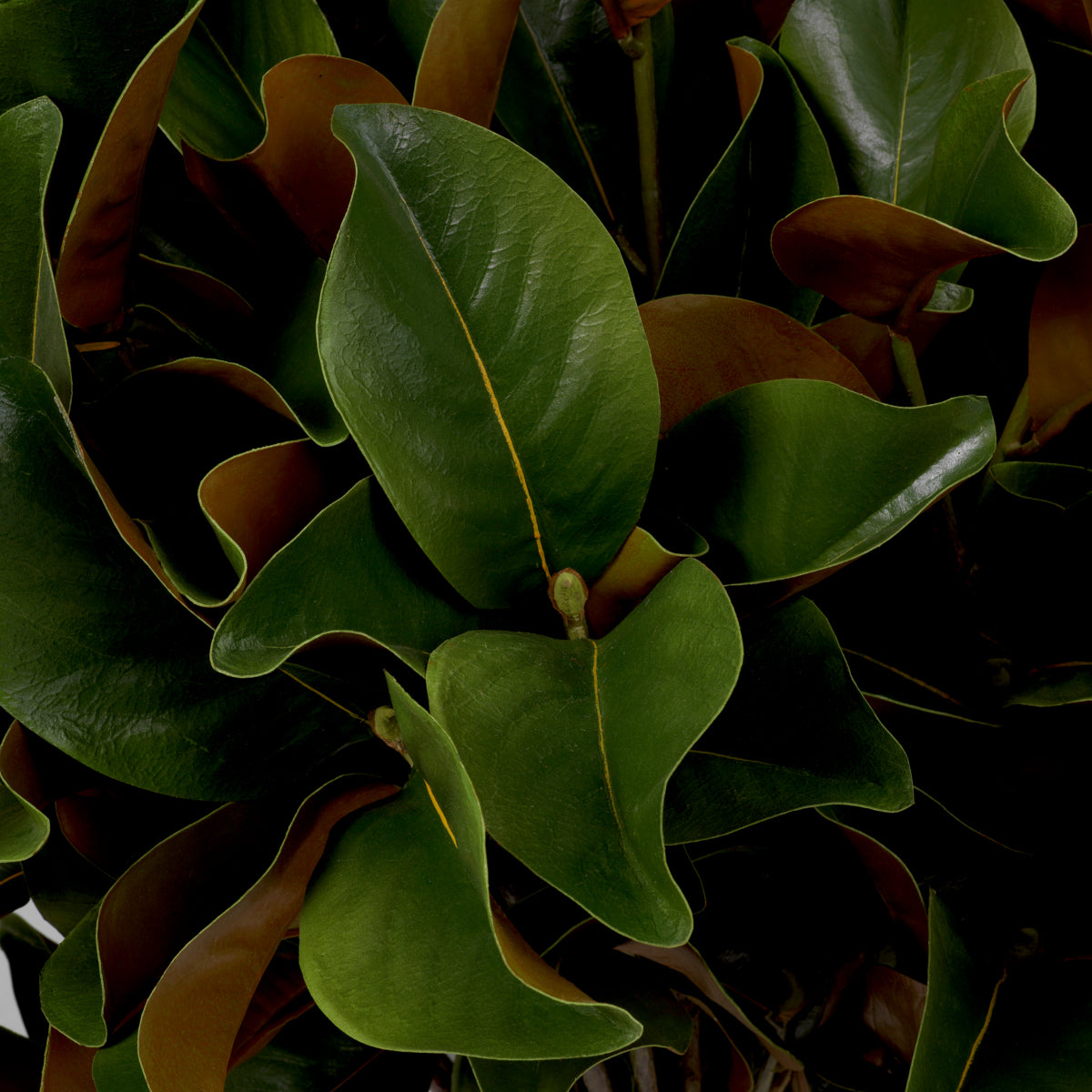 Mănunchi de frunze de magnolie, 24 fire