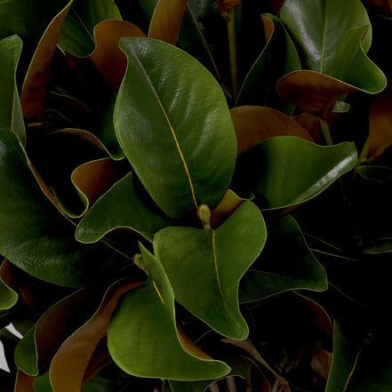 Mănunchi de frunze de magnolie, 24 fire