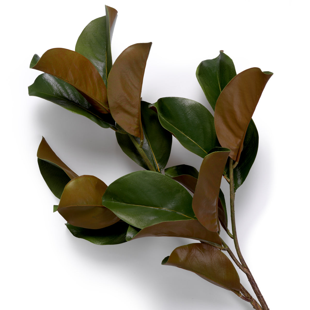 Mănunchi de frunze de magnolie, 24 fire