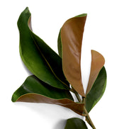 Mănunchi de frunze de magnolie, 24 fire