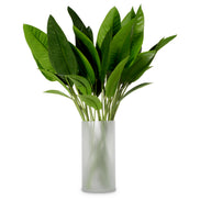 Mănunchi de frunze de Strelitzia, 36 fire