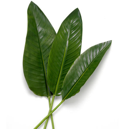Mănunchi de frunze de Strelitzia, 36 fire