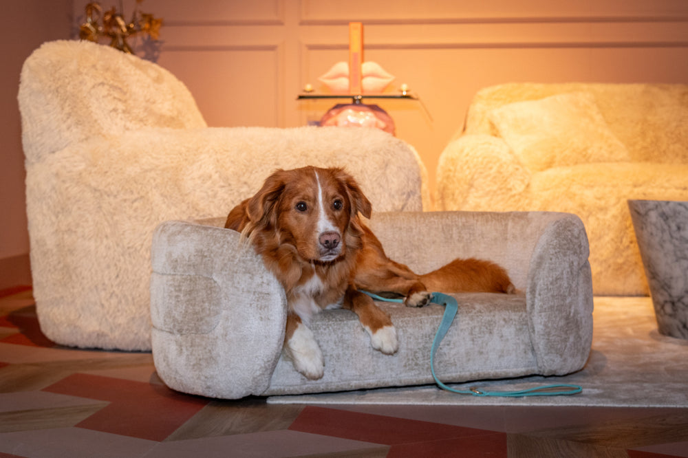 Pat pentru animale de companie Bingo, chenille clay – ambient