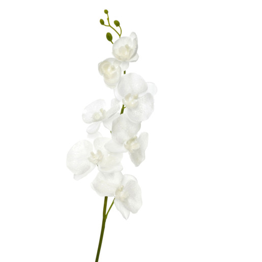 Orhidee cu zăpadă albă