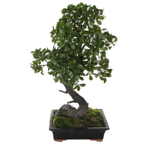 SHISHI Planta decorativa bonsai L