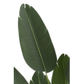 Strelizia ,planta artificiala verde 