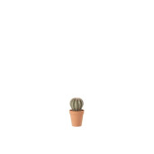 J-LINE Planta decorativa Cactus S