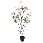 SHISHI Copac  decorativ Magnolie